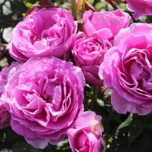 Роза La Reine des Violettes (Рейн де Виолетта ) C12L