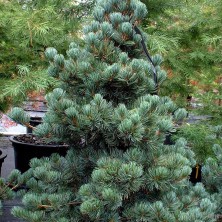 Сосна обыкновенная Глаука (Pinus cembra Glauca) XXL h100-125 C35L