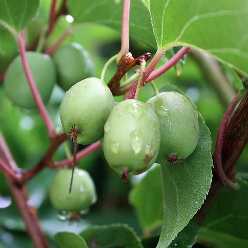 Актинидия аргута Иссей (Actinidia arguta Issai) С5L из питомника Ваш сад
