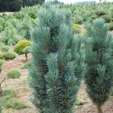 Сосны обыкновенная Фастигиата (Pinus sylvestris Fastigiata) С10L h60-80 XXL