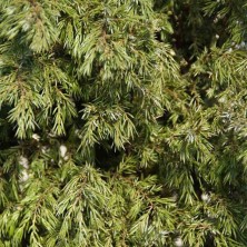 Можжевельник обыкновенный Хиберника (Juniperus communis Hibernica) C3L;30-40см BE