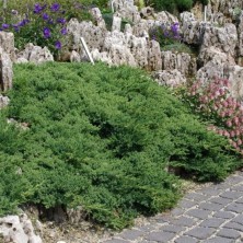 Можжевельник лежачий Нана (juniperus procumbens nana) C3L