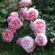 Роза Rozenfee (Розенфри) C12L из питомника Ваш сад
