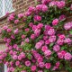 Роза Zephirine Drouhin (Зефирин Друэн) C12L из питомника Ваш сад