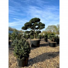 Бонсай сосна обыкновенная (Pinus Sylvestris) ш200-250см;h300-350см XXL 24