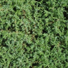 Можжевельник обыкновенный Мейер (Juniperus communis Meyer) C3L