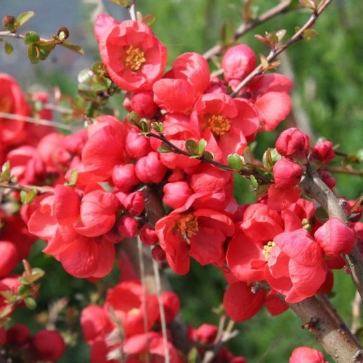 Айва Red Trail (Chaenomeles speciosa Рэд Трейл) С7,5L из питомника Ваш сад