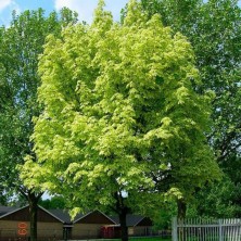 Клен остролистный Друммонди (Acer platanoides Drummondii)  C18L