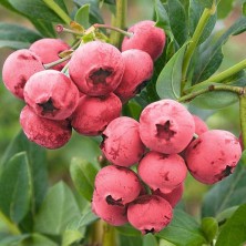 Голубика Пинк Блюберри (Vaccinium corymbosum Pink Blueberry) C6L; 50-60cm. XXL