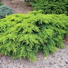 Можжевельник китайский Дабс Фростед (Juniperus chin.Daub´s Frosted) D10; 50-60cm. XXL