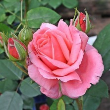 Роза Favori (Фэвори) C12L