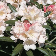 Рододендрон якушиманский Эдельвейс (Rhododendron Edelweiss) C6L; 30-40cm. XXL