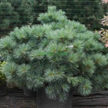 Сосна веймутова Макопин (Pinus strobus Macopin) С10L h40-50 XXL