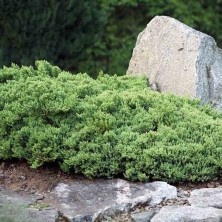 Можжевельник Вилтони (Juniperus Horizontalis Wiltonii) C3L h30+ BE