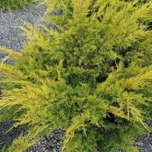 Можжевельник Олд Голд (Juniperus media Old Gold) C1,5L; 15-20cm. XXL