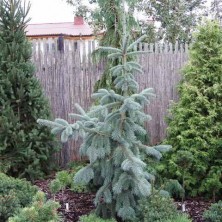 Ель Энгельмана Глаука (Picea engelmannii Glauca) C35L; 100-125cm. XXL