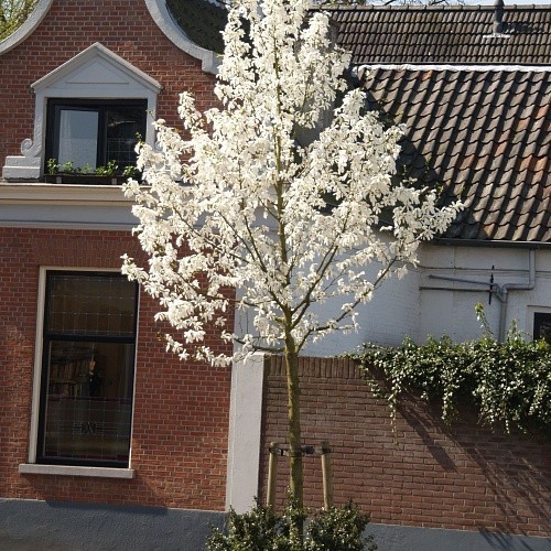 Магнолия звёздчатая (Magnolia stellata ) штамб h125 С18L из питомника Ваш сад