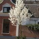 Магнолия звёздчатая (Magnolia stellata ) штамб h125 С18L из питомника Ваш сад