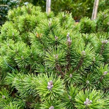 Сосна горная Мугус (Pinus mugo Mughus)XXL C35L h60-80 XXL