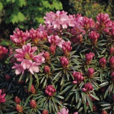 Рододендрон гибридный Грациелла (Rhododendron Graziella) C6L; 30-40cm. XXL