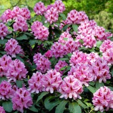 Рододендрон гибридный Фёнивалс Доте (Rhododendron Furnivall's Daughter) C6L; 30-40cm. XXL