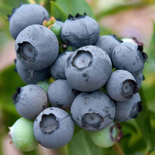Голубика высокорослая Дюк (Vaccinium corymbosum Duke) D3,4; 30-40cm. XXL из питомника Ваш сад