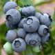Голубика высокорослая Дюк (Vaccinium corymbosum Duke) D3,4; 30-40cm. XXL из питомника Ваш сад