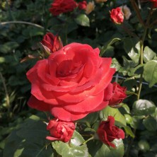 Роза Terracotta (Терракота) C12L