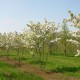 Яблоня декоративная Яблоня Шуга Тайм (Malus Sugar Tyme) C18L;BE из питомника Ваш сад